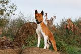 BASENJI 001